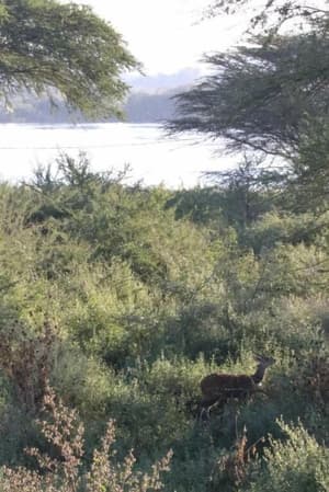 Namibia & Botswana Self Drive Safari: Etosha To Chobe — photo 28